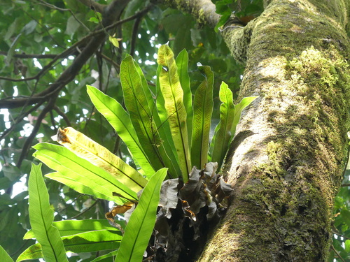 Asplenium phyllitidis observed 2024-01-20