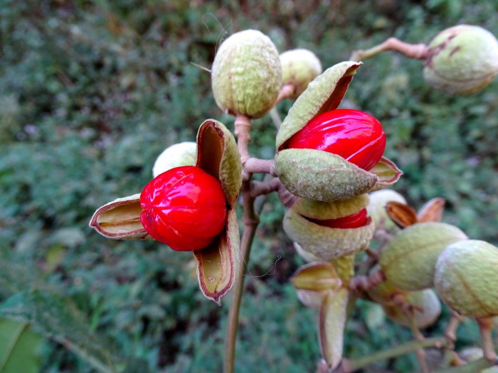 Trichilia moschata