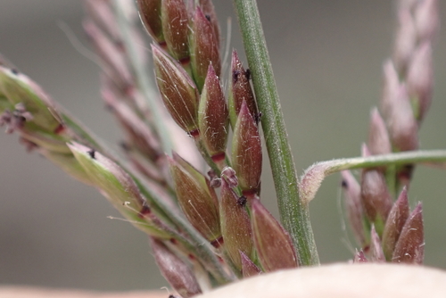 Eriochloa procera, 2024-02-26