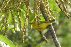 Zosterops anderssoni