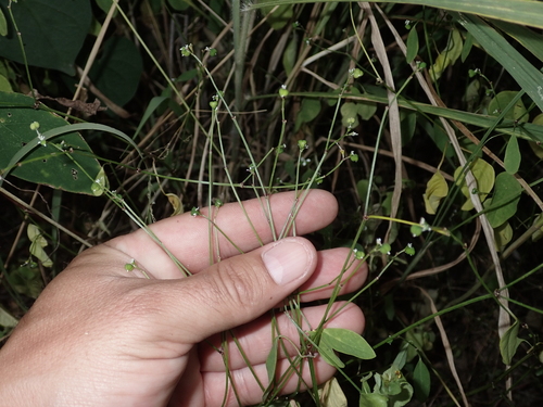 Euphorbia graminea observed 2024-02-26