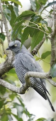 Barred Cuckooshrike photo 3