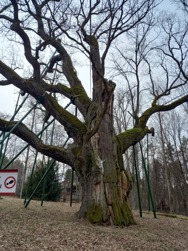 Quercus robur iNat (3)