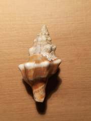 Tarantinaea lignaria