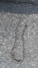 Trimorphodon lyrophanes