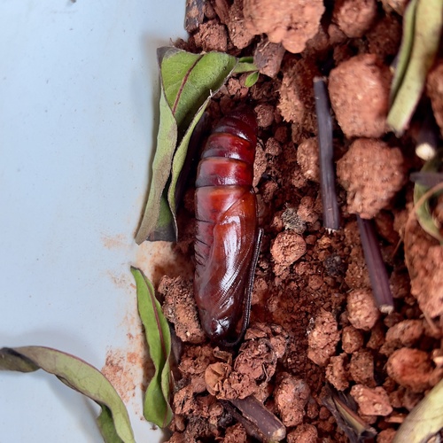 Panogena lingens