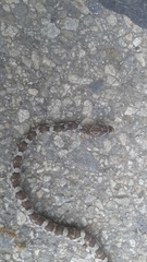 Trimorphodon lyrophanes