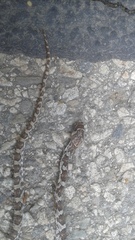 Trimorphodon lyrophanes