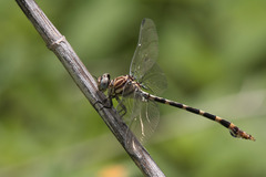 Phyllogomphoides stigmatus