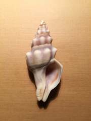 Tarantinaea lignaria