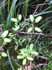 Lygodium articulatum