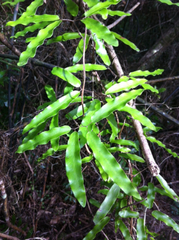 Lygodium articulatum