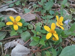 Chrysogonum