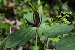 Trillium viridescens