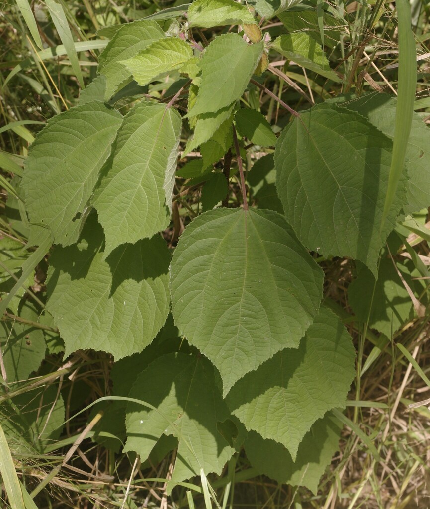 Chinese Bur from Maryborough QLD 4650, Australia on February 27, 2024 ...