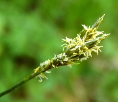 Carex brizoides
