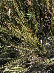 Bulbinella trinervis