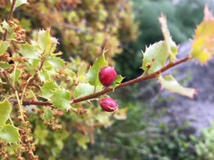 Plagiotrochus quercusilicis