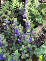 Scutellaria tuberosa