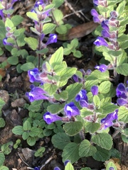 Scutellaria tuberosa