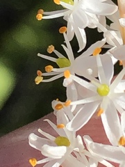 Bulbinella trinervis