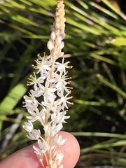 Bulbinella trinervis