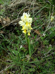 Orchis pauciflora
