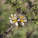 Solanum grayi - Photo (c) Marco Polo amarillas vargas, some rights reserved (CC BY-NC), uploaded by Marco Polo amarillas vargas