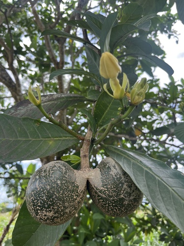 Voacanga globosa observed 2024-02-27