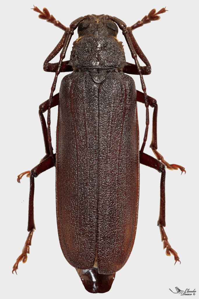 Prinobius myardi