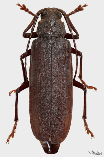 Prinobius myardi