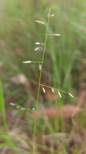 Eragrostis brownii iNat (1)