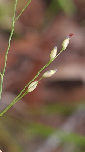 How to identify Panicum simile Domin