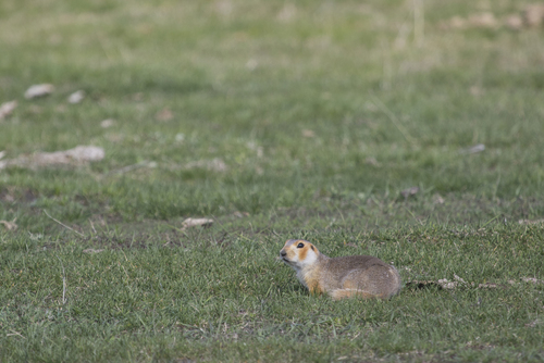 Russet Ground Squirrel