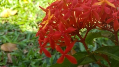 Ixora javanica