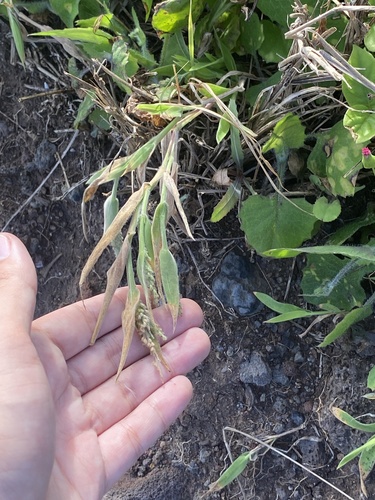 Panicum torridum observed 2024-02-25