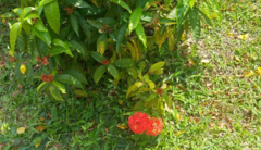 Ixora javanica