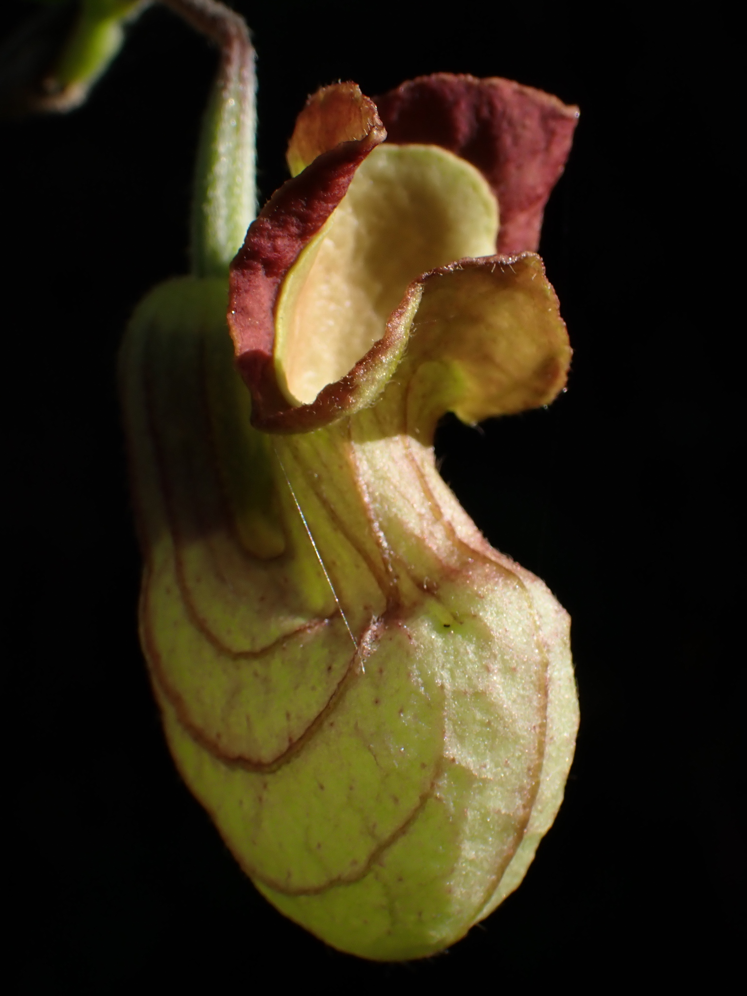 Aristolochia californica