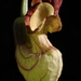 Aristolochia californica - Photo (c) Jordan Collins,  זכויות יוצרים חלקיות (CC BY-NC), הועלה על ידי Jordan Collins