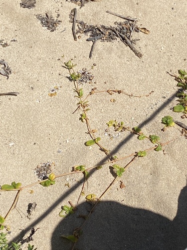 Boerhavia repens observed 2024-02-25