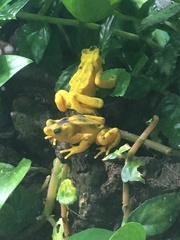 Atelopus zeteki
