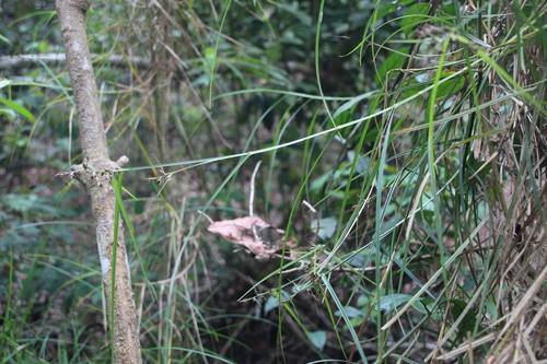 Scleria iostephana