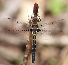 Helocordulia selysii
