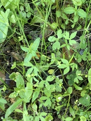 Ranunculus hebecarpus