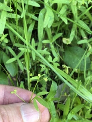 Ranunculus hebecarpus