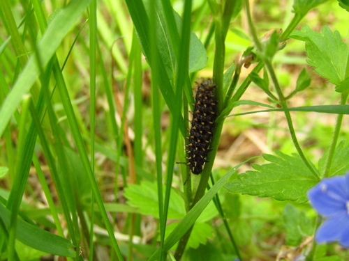Eurasian Silver-bordered Fritillary
