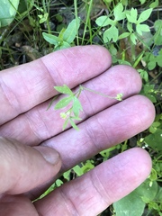 Ranunculus hebecarpus