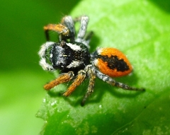 Philaeus chrysops