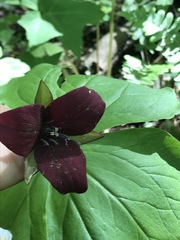 Trillium sulcatum
