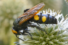 Megascolia maculata flavifrons